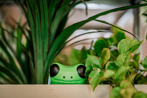 Frog in plants
